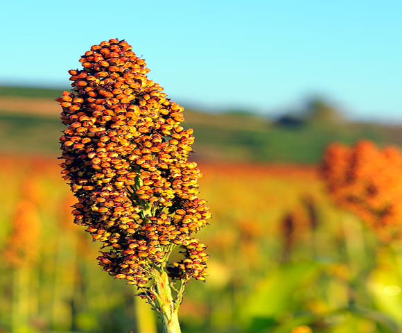 Sustainable Food <br/>& Agriculture